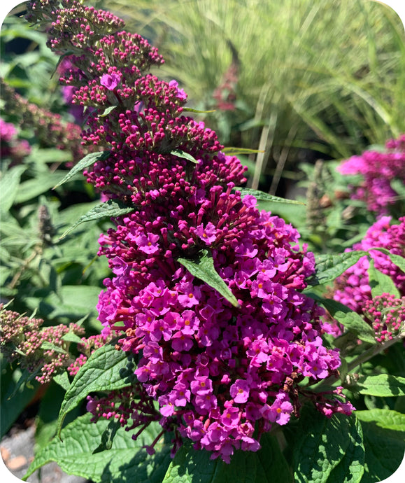 Pugster Pinker Butterfly Bush Close Up of Bloom