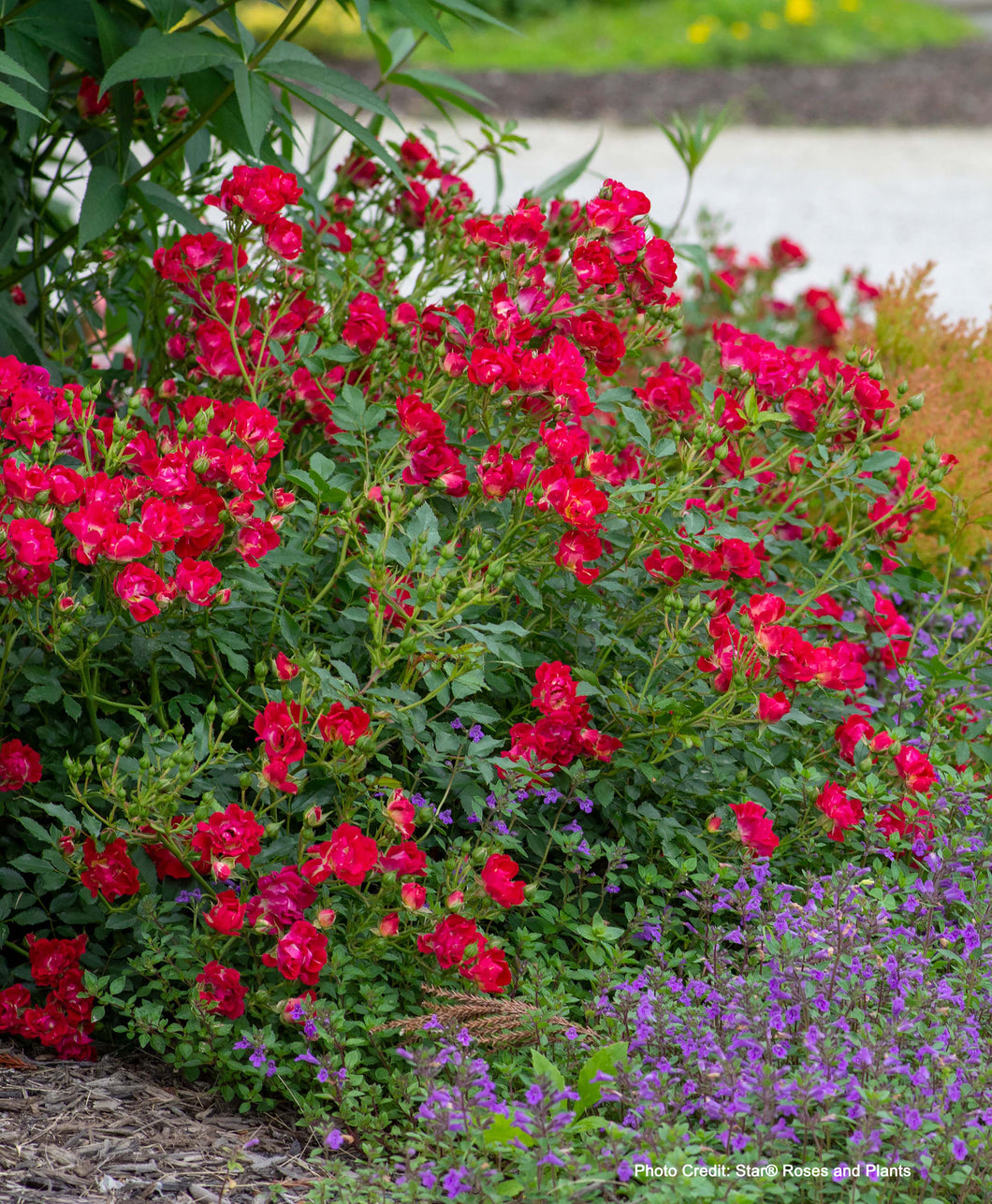 Blooming Red Drift Rose blooming in landscape