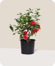 Load image into Gallery viewer, Rose Dawn Camellia in 3 Gallon Pot
