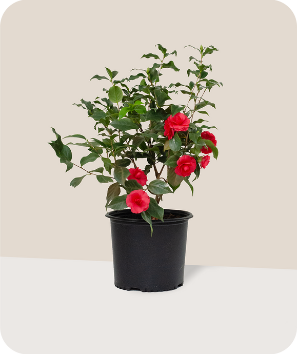 Rose Dawn Camellia in 3 Gallon Pot