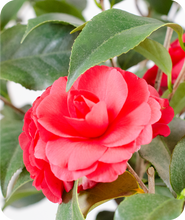 Load image into Gallery viewer, Close Up of Rose Dawn Camellia Bright Pink Bloom
