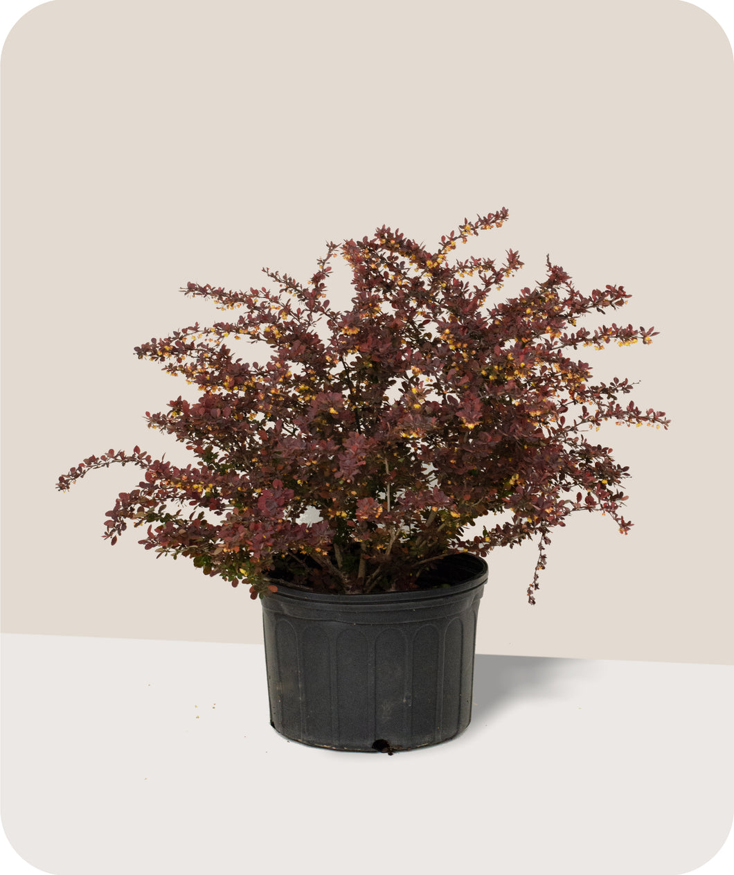 Rose Glow Barberry