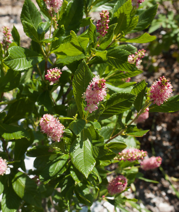 Beautiful Pink Blooms on Ruby Spice Summersweet Clethra