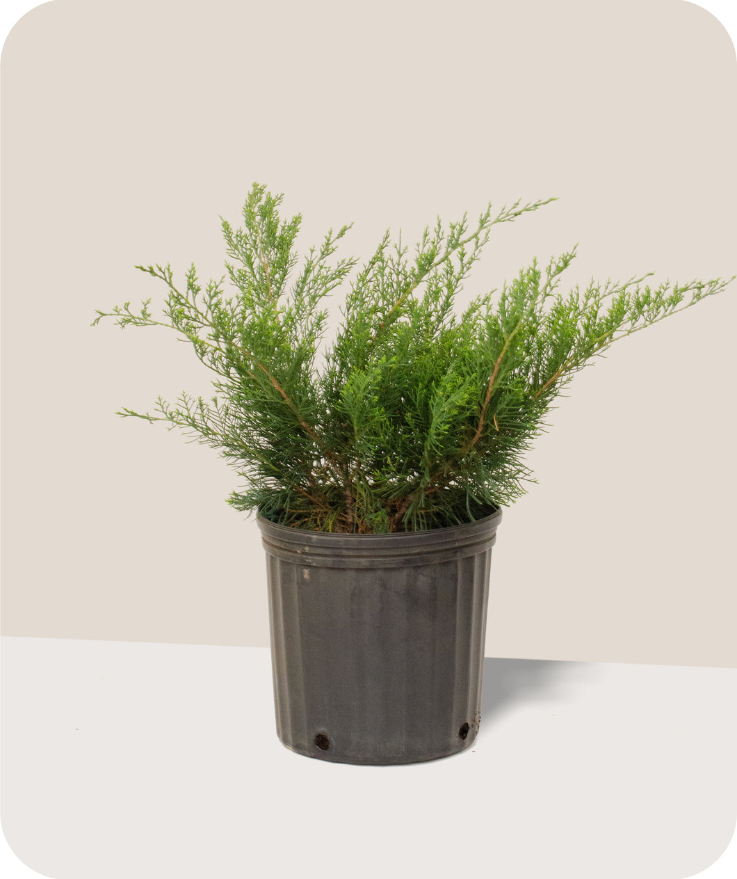 Sea Green Juniper