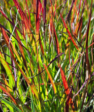 Load image into Gallery viewer, Close Up of Shenandoah Red Switchgrass&#39;s vibrant red contrasting against the green foliage
