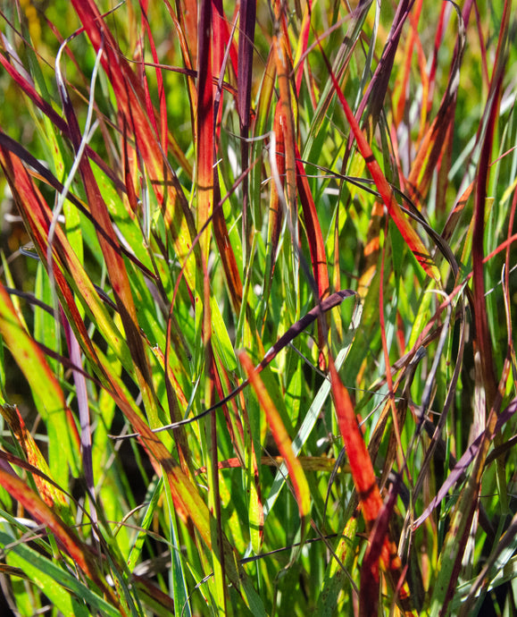 Close Up of Shenandoah Red Switchgrass's vibrant red contrasting against the green foliage