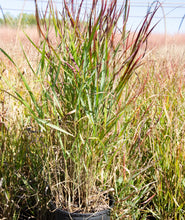 Load image into Gallery viewer, Shenandoah Red Switchgrass
