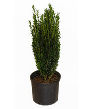 Load image into Gallery viewer, Sky Pencil Holly in 3 gallon pot
