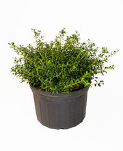 Load image into Gallery viewer, Soft Touch Holly in 3 gallon pot
