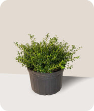 Load image into Gallery viewer, Soft Touch Holly in 3 Gallon Pot
