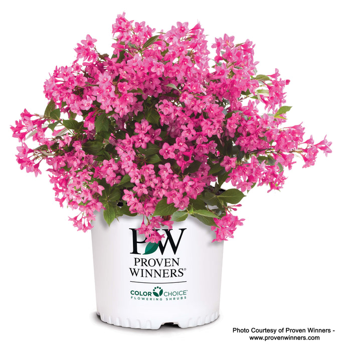 Blooming Sonic Bloom Pink Weigela in 3 gallon Proven Winners Pot