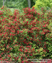 Load image into Gallery viewer, Sonic Bloom Red Weigela covered in deep red blooms in landscape
