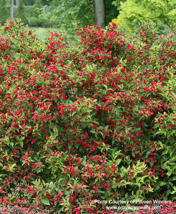 Sonic Bloom Red Weigela covered in deep red blooms in landscape