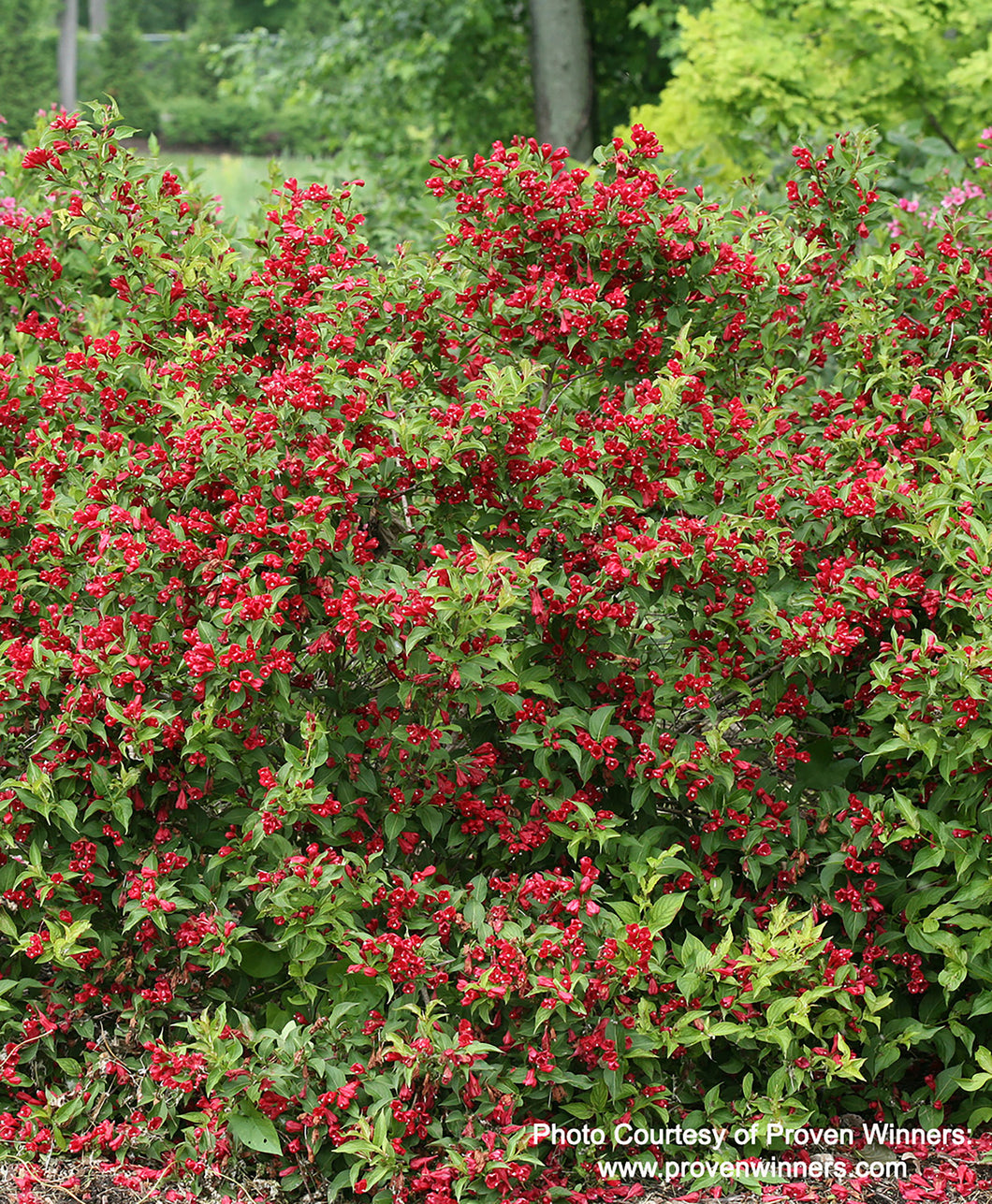 Sonic Bloom Red Weigela covered in deep red blooms in landscape