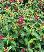 Load image into Gallery viewer, Sonic Bloom® Red Reblooming Weigela
