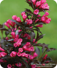 Load image into Gallery viewer, Close up of hot pink blooms on Spilled Wine Weigela
