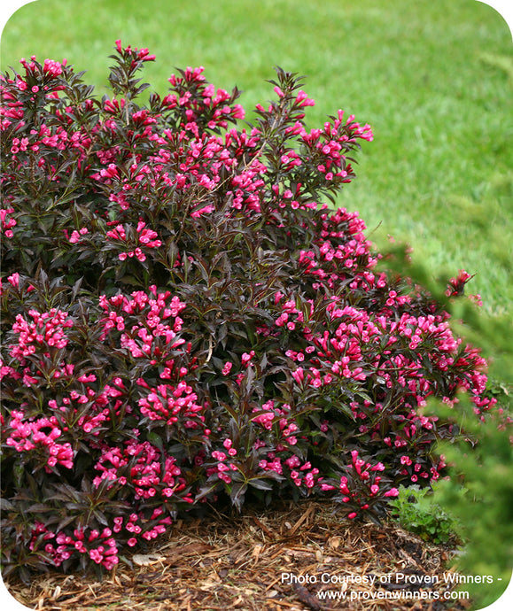 Hot Pink blooms of Spilled Wine Weigela against dark foliage