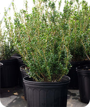 Load image into Gallery viewer, Steeds Upright Holly in 3 Gallon Pot
