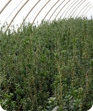 Load image into Gallery viewer, Steeds Upright Holly in Greenhouse
