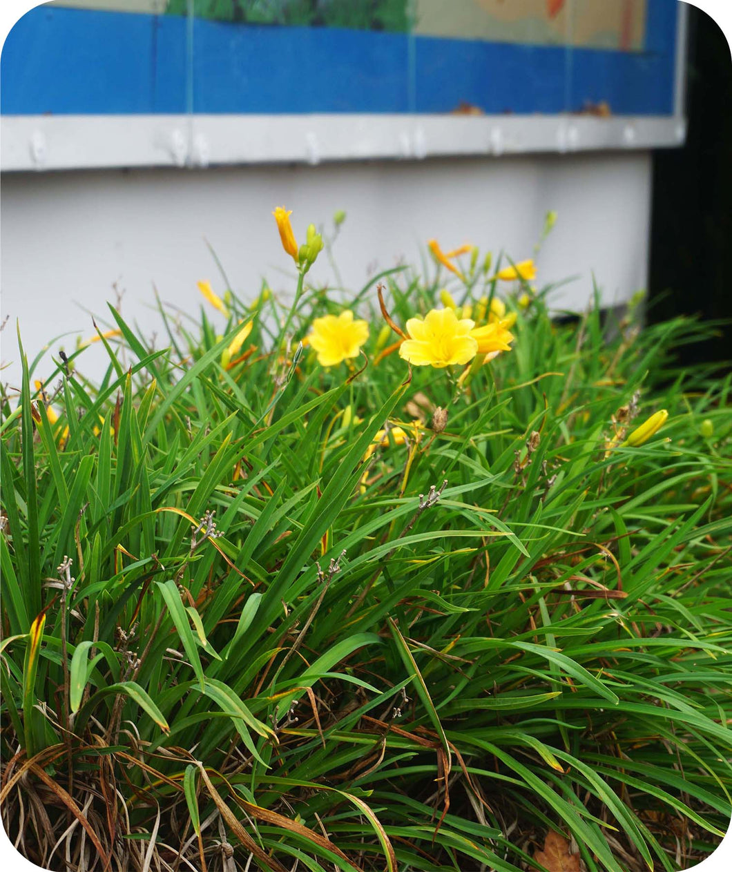 Bright yellow blooms on Stella De Oro Daylily