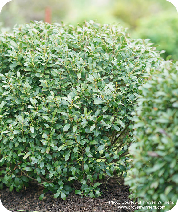 Strongbox Inkberry Holly Lush foliage in landscape