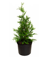 Load image into Gallery viewer, Thuja Green Giant in 3 gallon pot
