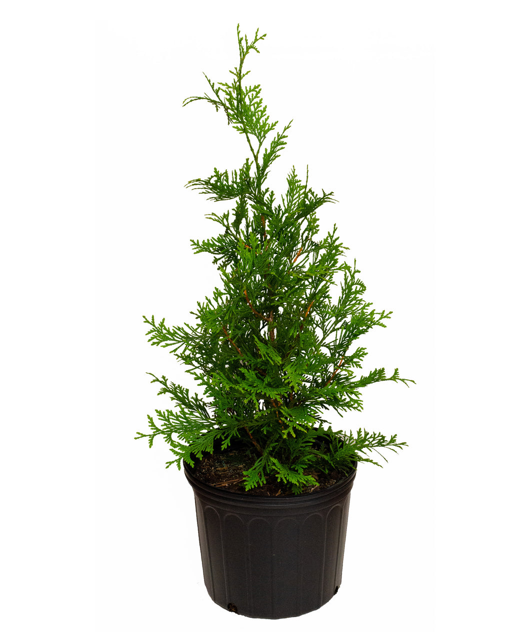 Thuja Green Giant in 3 gallon pot