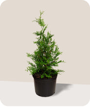 Load image into Gallery viewer, Thuja Green Giant Arborvitae
