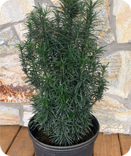 Load image into Gallery viewer, Upright Japanese Plum Yew in 3 gallon pot against rock wall
