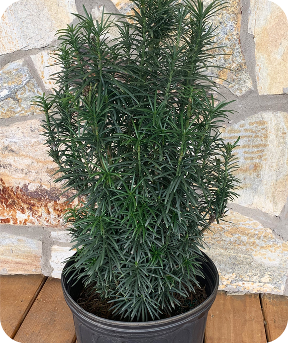 Upright Japanese Plum Yew in 3 gallon pot against rock wall