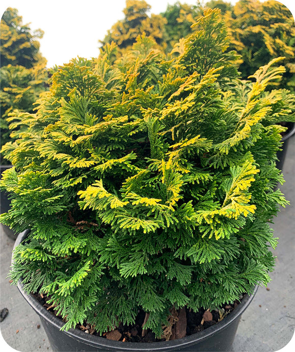 Verdoni False Cypress in 3 Gallon Pot