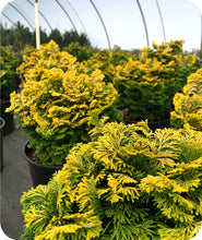 Load image into Gallery viewer, Golden Yellow Green Foliage of Verdoni False Cypress in Greenhouse
