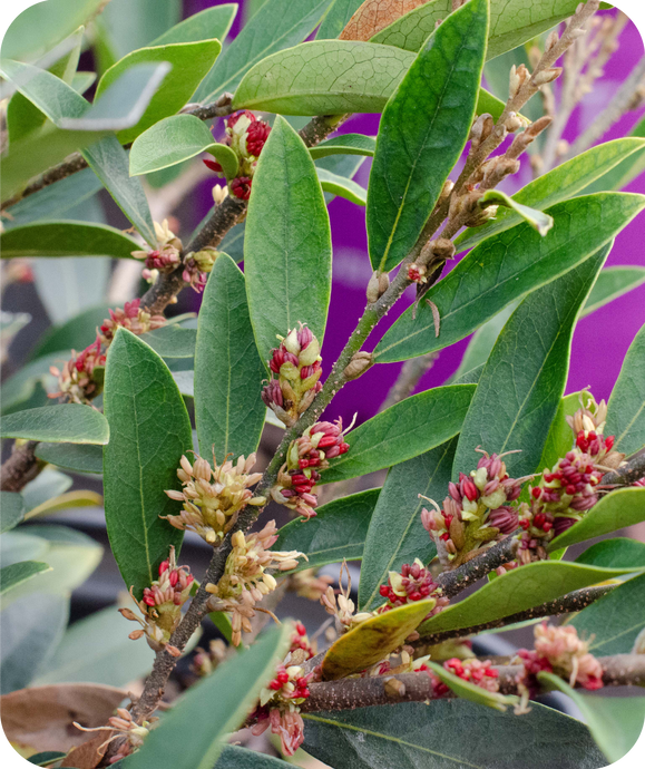 Beautiful Vintage Jade Distylium full of buds