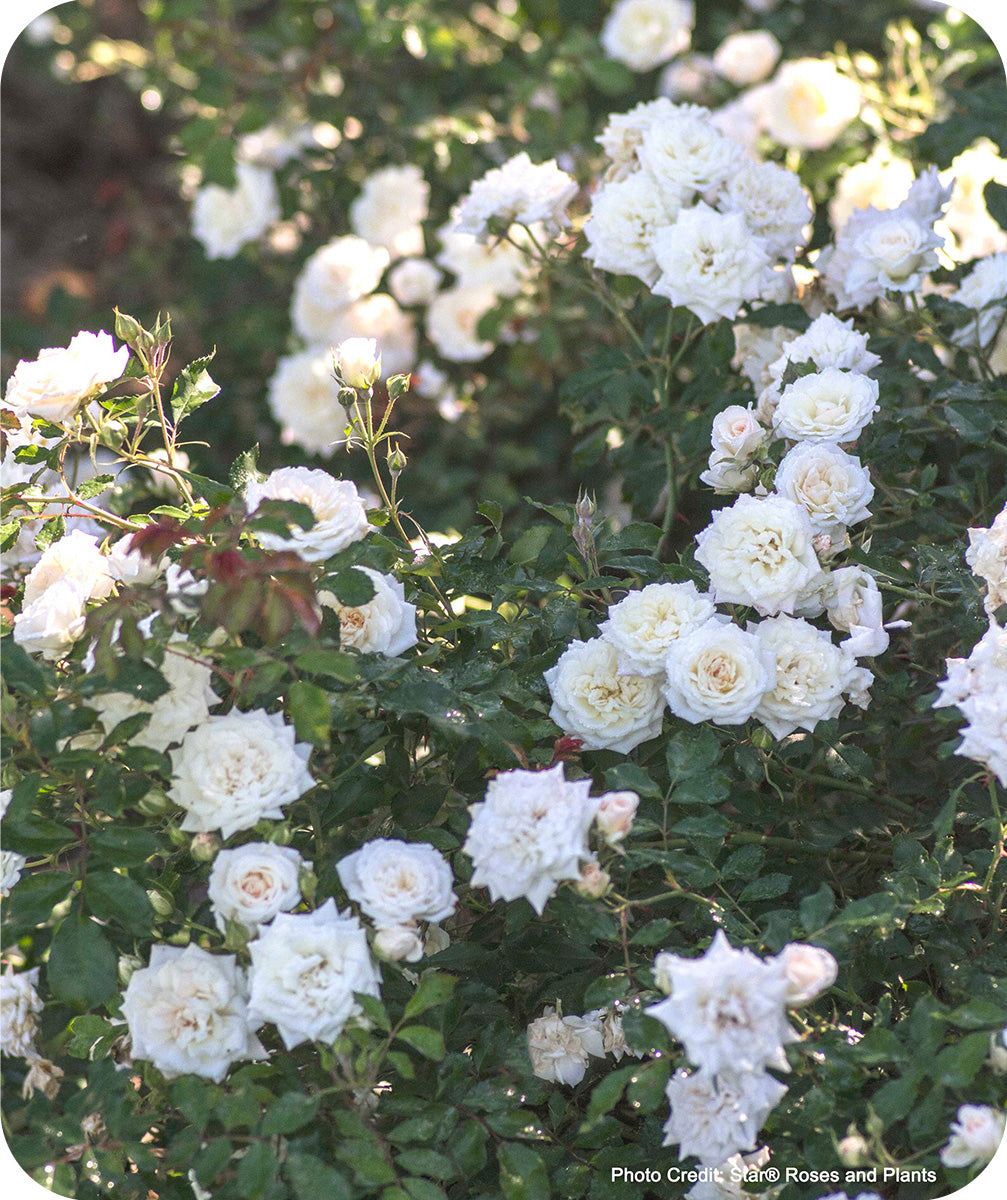 White Drift Rose shrub filled with white blooms