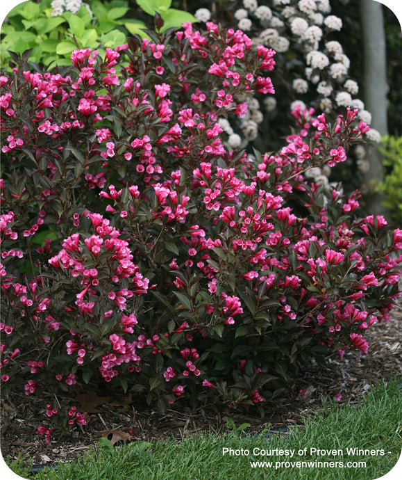 Hot pink blooms of Wine & Roses Weigela in landscape setting