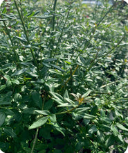 Load image into Gallery viewer, Close Up of Green Foliage of Winter Jasmine
