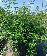 Load image into Gallery viewer, Winter Jasmine Green Foliage and shown in a 3 gallon pot
