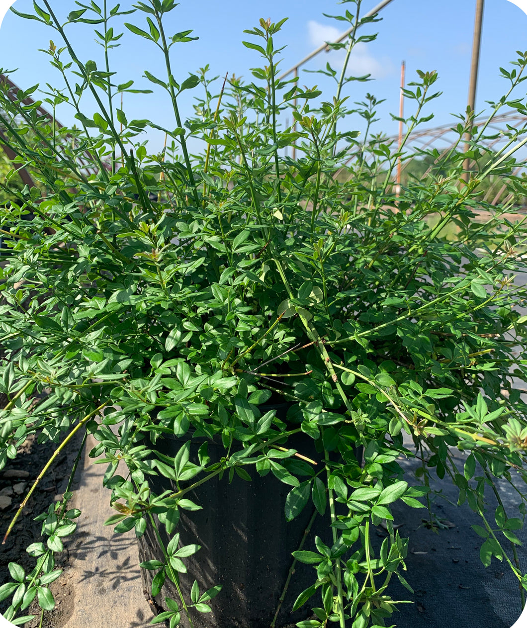 Winter Jasmine Green Foliage and shown in a 3 gallon pot