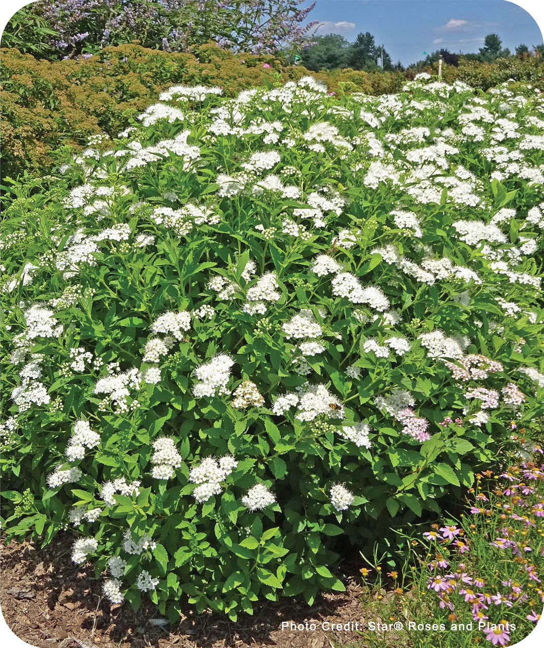 Lacey White Blooms on Yeti Spirea Shrub in landscape