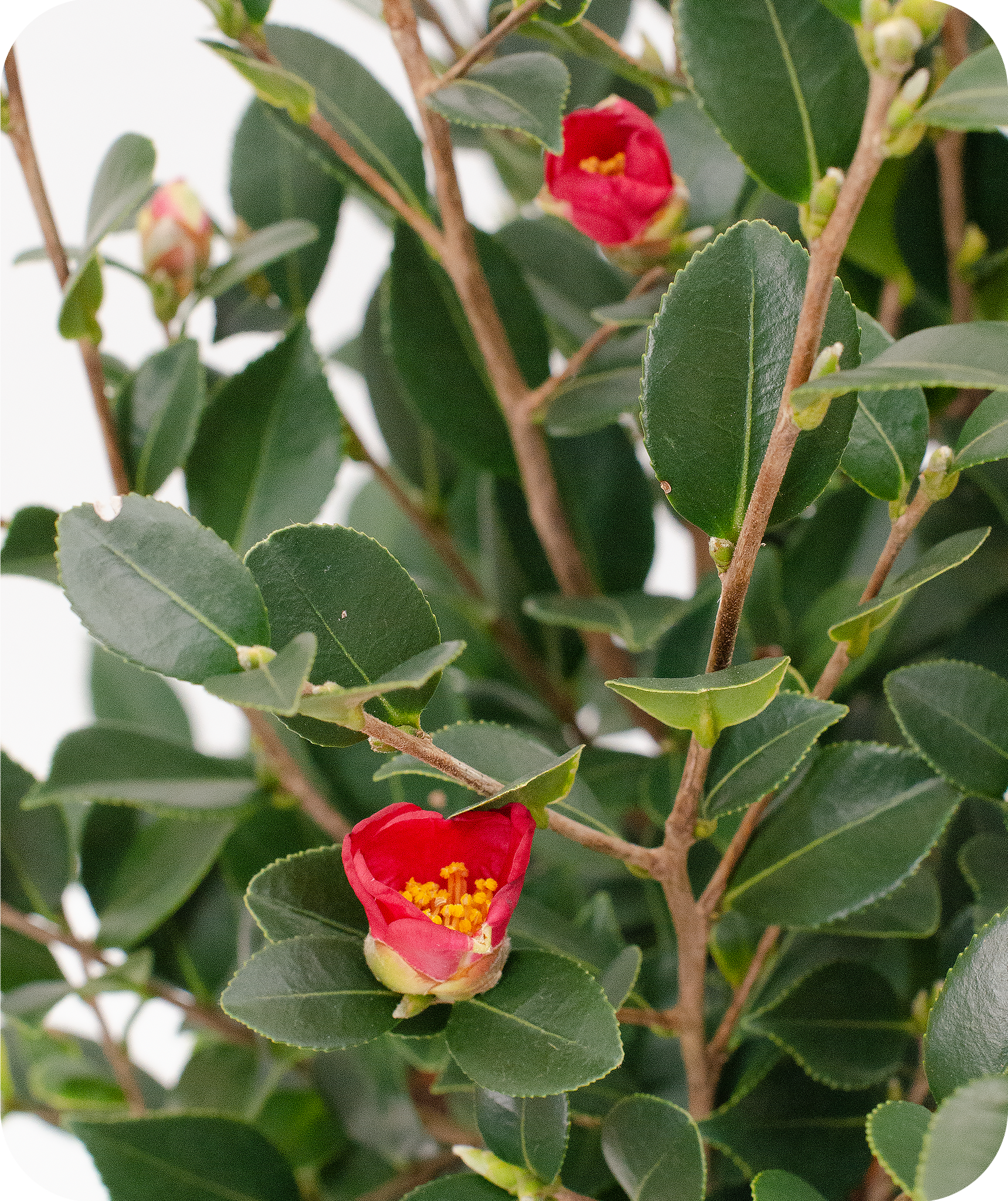 Yuletide Camellia Sasanqua