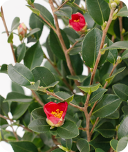 Load image into Gallery viewer, Yuletide Camellia Close Up picture of foliage and Bloom
