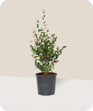 Load image into Gallery viewer, Yuletide Camellia 3 Gallon Pot
