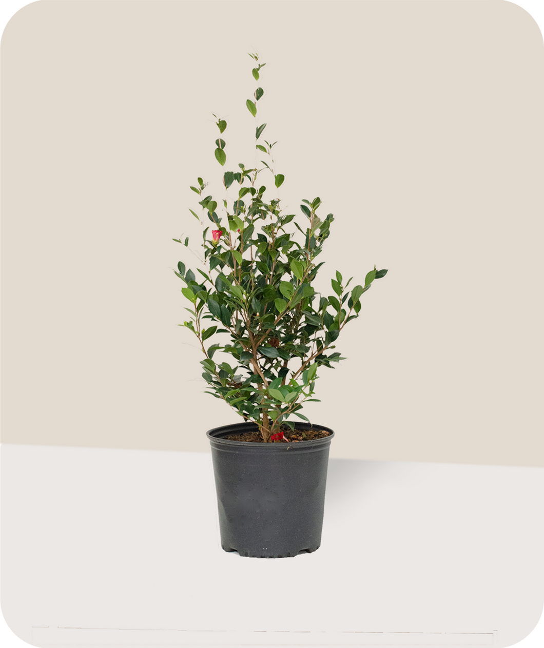 Yuletide Camellia 3 Gallon Pot