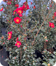 Load image into Gallery viewer, Yuletide Camellia Blooming
