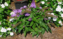 Load image into Gallery viewer, Pugster® Amethyst Butterfly Bush
